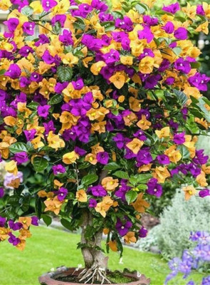 

Priyathams Imported PAPER FLOWER (Colorful-Bougainvillea) PLANT Seed(40 per packet)