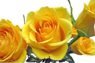 

Priyathams Rose Yellow Flower Seeds (30 Seeds Per Pack) Seed(60 per packet)