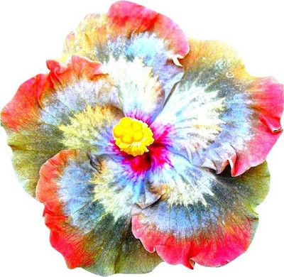 

Priyathams Rainbow Giant Hibiscus Flower Seed(100 per packet)
