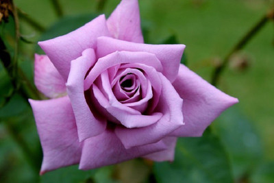 

Elif Rose Seed(20 per packet)