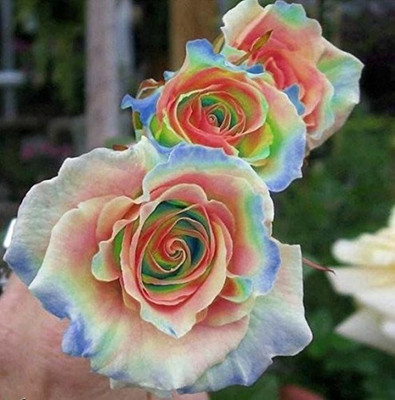 

Priyathams Imported Worlds Rare Japanese RAINBOW Rose Plant Seed(40 per packet)