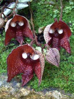 

Priyathams creepy skull mask flower Seed(20 per packet)