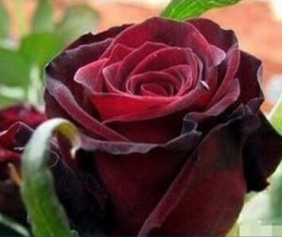 

Priyathams Rose Seed(40 per packet)