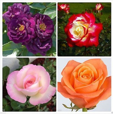

Elif IMPORTED BEAUTIFUL 4 COLORS OF MIX ROSE PLANT SEEDS, PURPLE ROSE + CREAMISH RED ROSE + CREAMISH PINK ROSE + LIGHT ORANGE ROSE PLANT Seed(40 per packet)