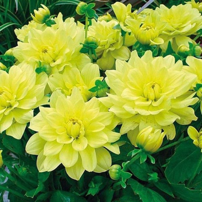 

Priyathams Rare Exotic Beautiful Yellow Dahlia Seed(30 per packet)