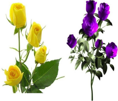

Priyathams IMPORTED BEAUTIFUL BONSAI YELLOW + PURPLE INDOOR ROSE PLANT Seed(40 per packet)