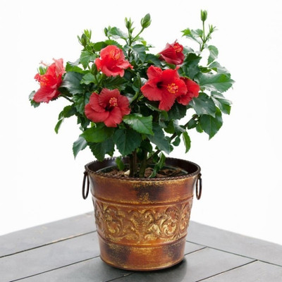 

Elif Imported Exotic Potted HIBISCUS Plant Seed(18 per packet)