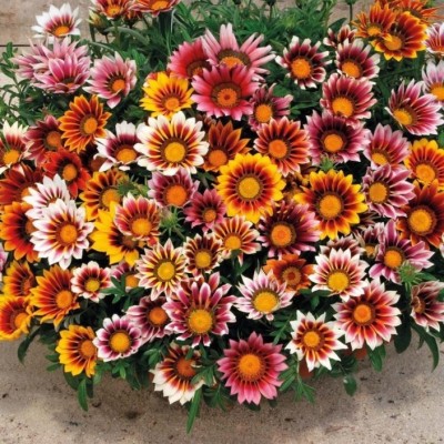 

Elif Gazania Flower Seeds Seed(10 per packet)