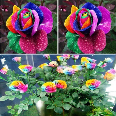 

Priyathams Bonsai Rainbow Rose plant Seed(40 per packet)