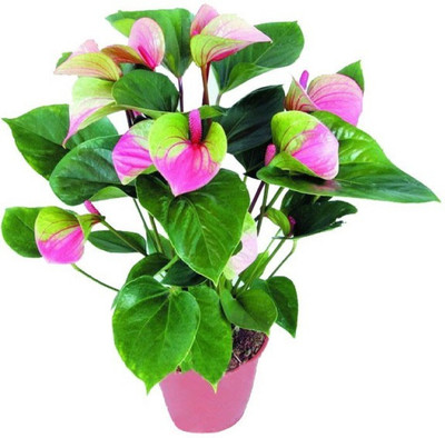 

Elif Pink+Green Anthurium Andraeanu Seed(100 per packet)