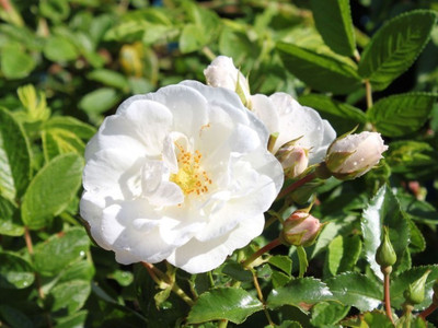 Priyathams Rose Seed(30 per packet)