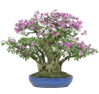 

Priyathams Imported BONSAI Worlds Rare Maddula Very Beautiful Holland Flower Plant Seed(20 per packet)