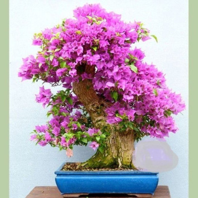 

Priyathams Imported Japanese BONSAI Pink Flower Tree Seed(20 per packet)