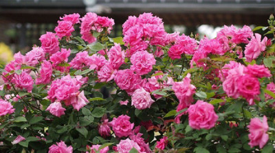 

Priyathams Imported PINK LADY ROSE PLANT Seed(30 per packet)