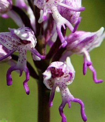 

Elif Man Plant Seed(50 per packet)