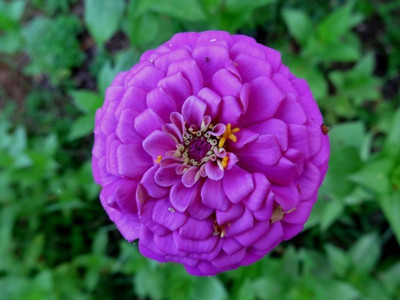 

Priyathams Zinnia Flower seeds Seed(20 per packet)