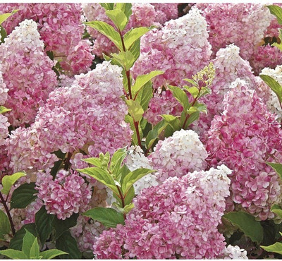 

Priyathams Vanilla Strawberry hydrangea Flower Seed(30 per packet)