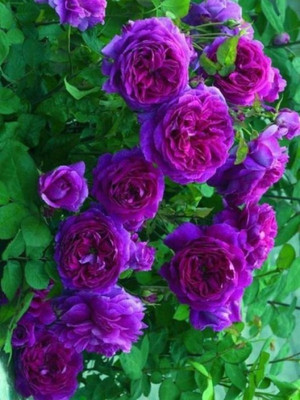 

Elif Purple Climbing Rose Seed(15 per packet)