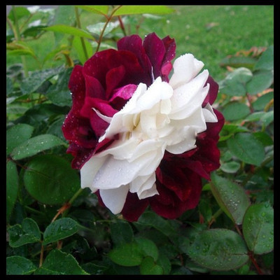 

Priyathams Rose Zampa Dust Seed(40 per packet)