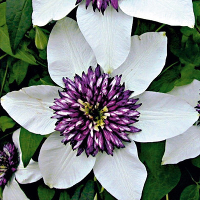 

Elif Bonsai Clematis Hybridas Flowers Seed(50 per packet)