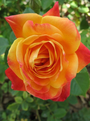 

Priyathams Rose Seed(40 per packet)