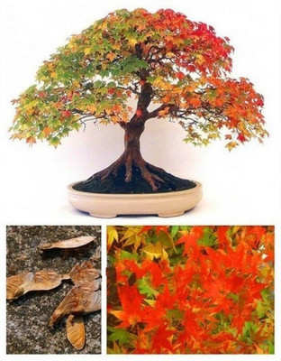 

Elif Bonsai Colorful American Maple Seed(15 per packet)