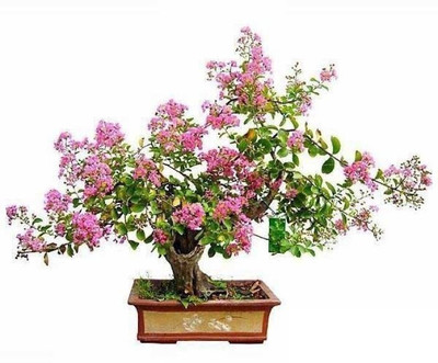 

Priyathams Crape Myrtle Bonsai Seed(20 per packet)