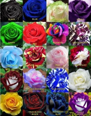 

Priyathams 200 seeds - RARE ROSE FLOWER PLANT SEEDS 20 DIFFERENT VARIETIES PLANT Seed(200 per packet)