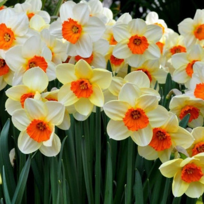 

Priyathams Narcissus Flower Daffodil Seeds Seed(100 per packet)