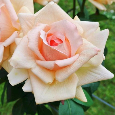 

Priyathams Rose Seed(200 per packet)