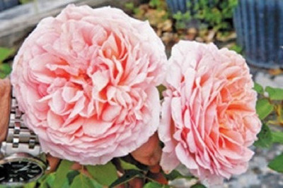 

Elif Rose Seed(20 per packet)