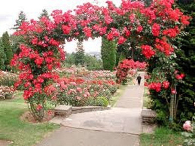 

Elif Imported Red Climbing Rose Plant Seed(10 per packet)