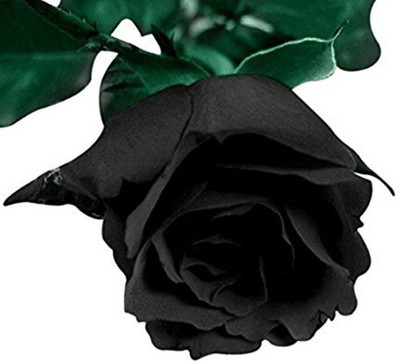 

Elif Imported Bonsai HOLLAND BLACK ROSE PLANT Seed(20 per packet)