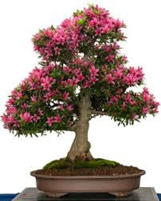 

Elif Imported Bonsai Holland Beautiful SAKURA Plant Seed(10 per packet)
