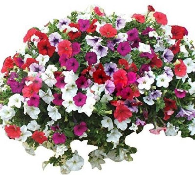 

Priyathams Multicolor Petunia Hybrida Seed(20 per packet)