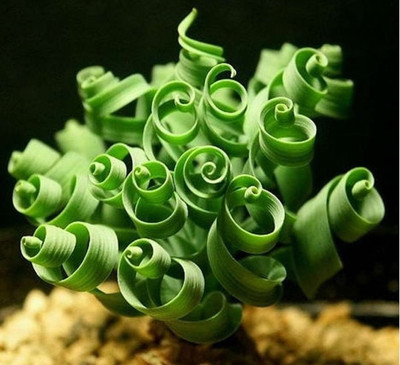 

Elif twisting and curly leaves Seed(10 per packet)