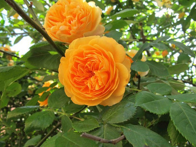 

Priyathams Rose Seed(20 per packet)