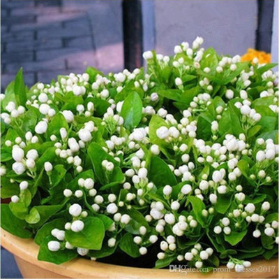 

Elif Imported Worlds Rare Bonsai Jasmine Flower Plant Seed(15 per packet)