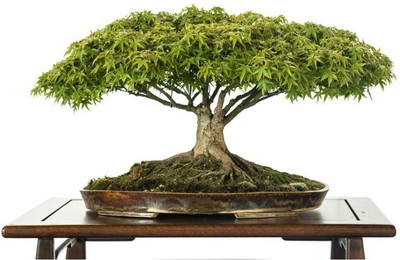 

Priyathams Imported Japanese BONSAI green Maple Seed(20 per packet)