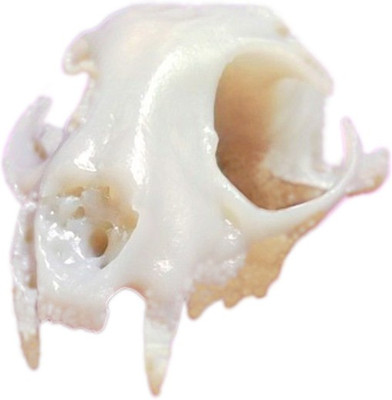 

PROTOTYPE Cat Skull Animal Anatomical Body Model(Anatomy Model)