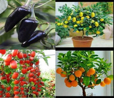 ROSEMERC lemon,orange,black chilly,hanging tomato(EACH 20 SEEDS) Seed(80 per packet)