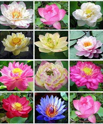 

ROSEMERC IMPORTED MIXED Varieties lotus flower (50 per pocket) Seed(30 per packet)