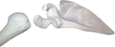 

PROTOTYPE Human Scapula left Bone Skeleton Anatomical Body Model(Anatomy Model)