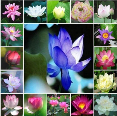 

ROSEMERC imported rare mix lotus (30 per pocket) Seed(30 per packet)