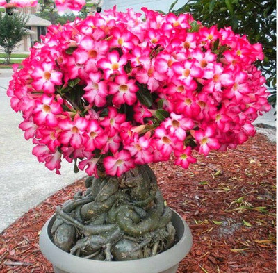 

ROSEMERC adenium desert rose (10 per pocket) Seed(30 per packet)