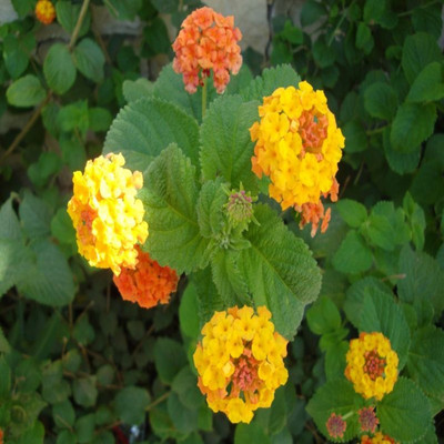 

syed garden lantan camra yellow orange seed Seed(50 per packet)