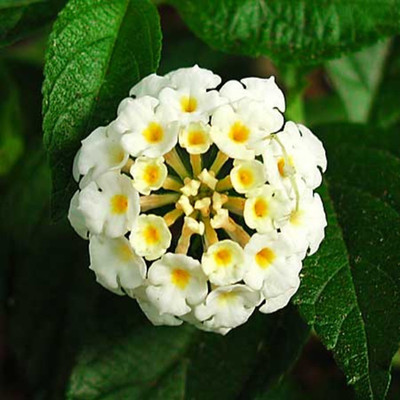

syed garden lantana camra white seed Seed(50 per packet)