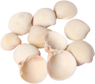 

AVMART Sea Shells For Home Decor, Aquarium, Pack Of 3 (300 Gms)