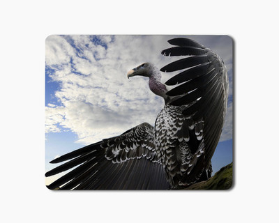

iKraft Mouse Pad 18x22cm Non-Slip Rubber Vulture Bird Printed Gaming Mouse Pad Mate for Home Office Mousepad(Multicolor)