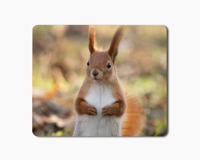 

iKraft Mouse Pad 18x22cm Non-Slip Rubber Squirrel Animal Printed Gaming Mouse Pad Mate for Home Office Mousepad(Multicolor)